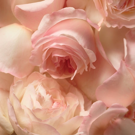 Ralph Lauren Romance